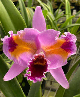 Cattleya percivaliana f. pelorica (Summit x Hercules)