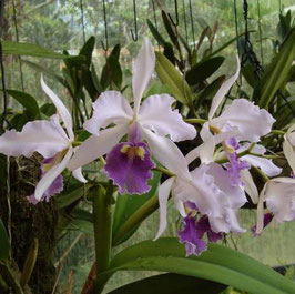 Cattleya warszewiczii ff. coerulea Crepusculo x Ituango