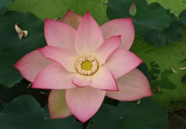 Nelumbo Jinling Prince