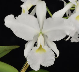 Cattleya warscewiczii alba 'Escarcha' x self