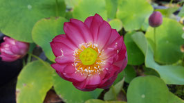 Nelumbo LY-01