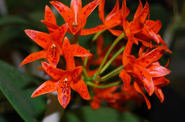 Cattleya aurantiaca f. Pecosa