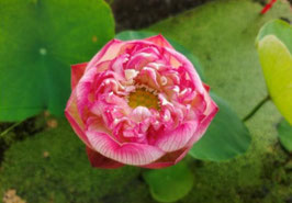 Nelumbo Zhongshan Happiness