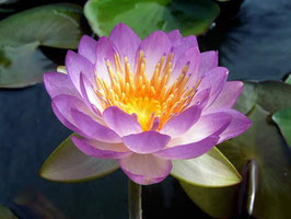 Nymphaea Kwantara
