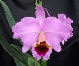 Cattleya percivaliana Klon "LA"