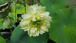 Nelumbo Snow White Fragrant Sea