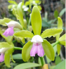 Cattleya tigrina ff. lilacina