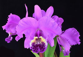 Cattleya lueddemanniana "Dark Jewel" x self