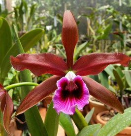 Laelia tenebrosa ff rubra