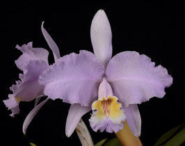Cattleya lueddemanniana concolor