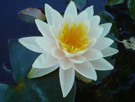 Nymphaea Walter Pagels