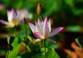 Nelumbo Chinese Beauty Shan