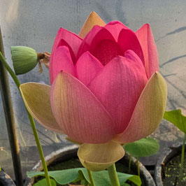 Nelumbo Carolina Queen
