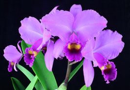 C. trianae fma tipo 'Mick Jagger' AM/AOS