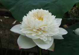 Nelumbo Nanzhao Snow Peak