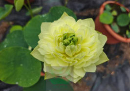 Nelumbo Golden Hall