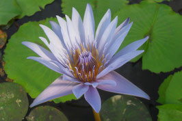 Nymphaea Star of Siam