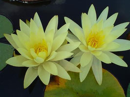 Nymphaea Texas Dawn