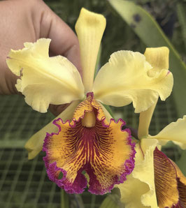 Cattleya dowiana f. aurea