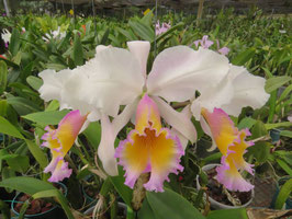 Cattleya Maggie Raphael (dowiana ff. aurea x trianaei ff. semi-alba)