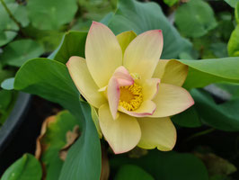 Nelumbo Ai Jiangnan