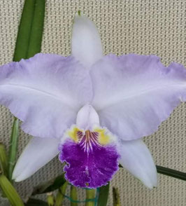 Cattleya lueddemanniana f. coerulea "Lucas Gabriel"