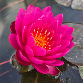Nymphaea Bleeding Heart