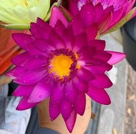 Nymphaea Dolly House