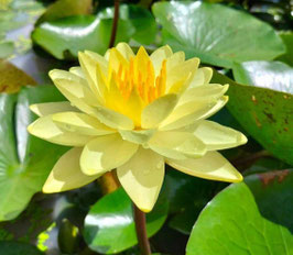 Nymphaea Tongthai