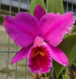 Cattleya percivaliana f. atropurpurea x sib
