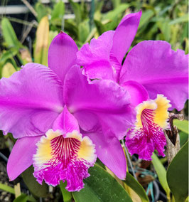Cattleya lueddemanniana "Zafiro"