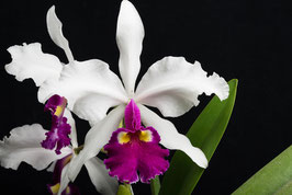 Cattleya warscewiczii f. semi-alba (El Luto x self)