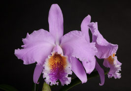 Cattleya mossiae tipo Venezuela x semi-alba gigante