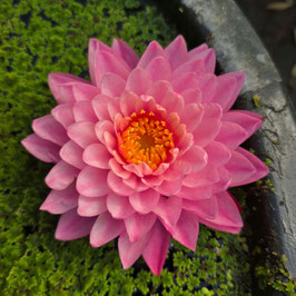 Nymphaea Wawa