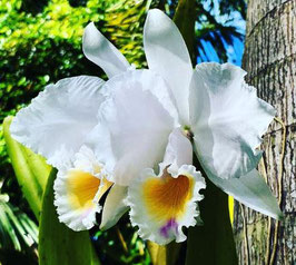 Cattleya quadricolor ff. cuasialba