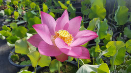 Nelumbo Lotusland's Raspberry Beauty