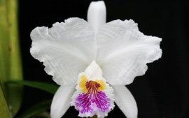 C. lueddemanniana f. S/A x sib (Canaima's Grand x Galera)