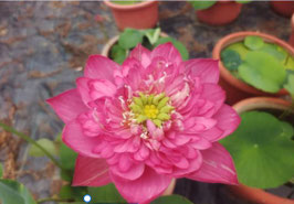 Nelumbo Legend