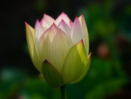 Nelumbo Sunset in the Bamboo Forest