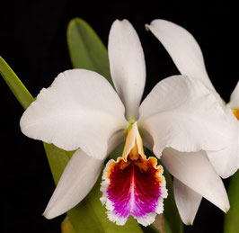 C. percivaliana fma. semi-alba "Canaima's Carache" AM/AOS
