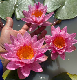 Nymphaea Amethyst Crystal Pink
