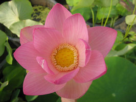 Nelumbo Rose