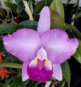 Cattleya lueddemanniana "Leslie"