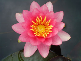 Nymphaea Perry's Strawberry Pink