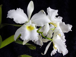 Cattleya warszewiczii ff. alba Cumbre Blanc x self