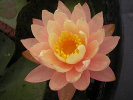 Nymphaea Peaches and Cream