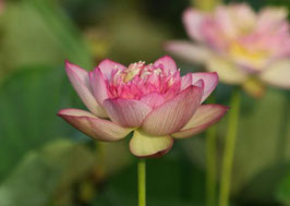 Nelumbo Roosters and Evening Drum