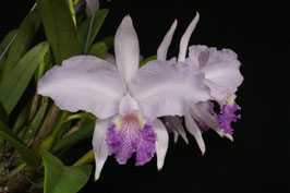 C. lueddemanniana fma coeruela 'Canaima's Ocumare' HCC/AOS