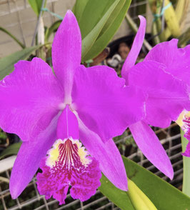 Cattleya lueddemanniana "Satin Bloom"