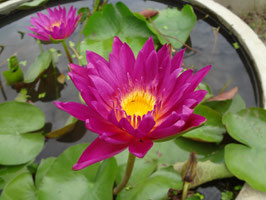 Nymphaea Infarm Pink